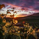 A Basic Guide To The Cape Winelands Of South Africa